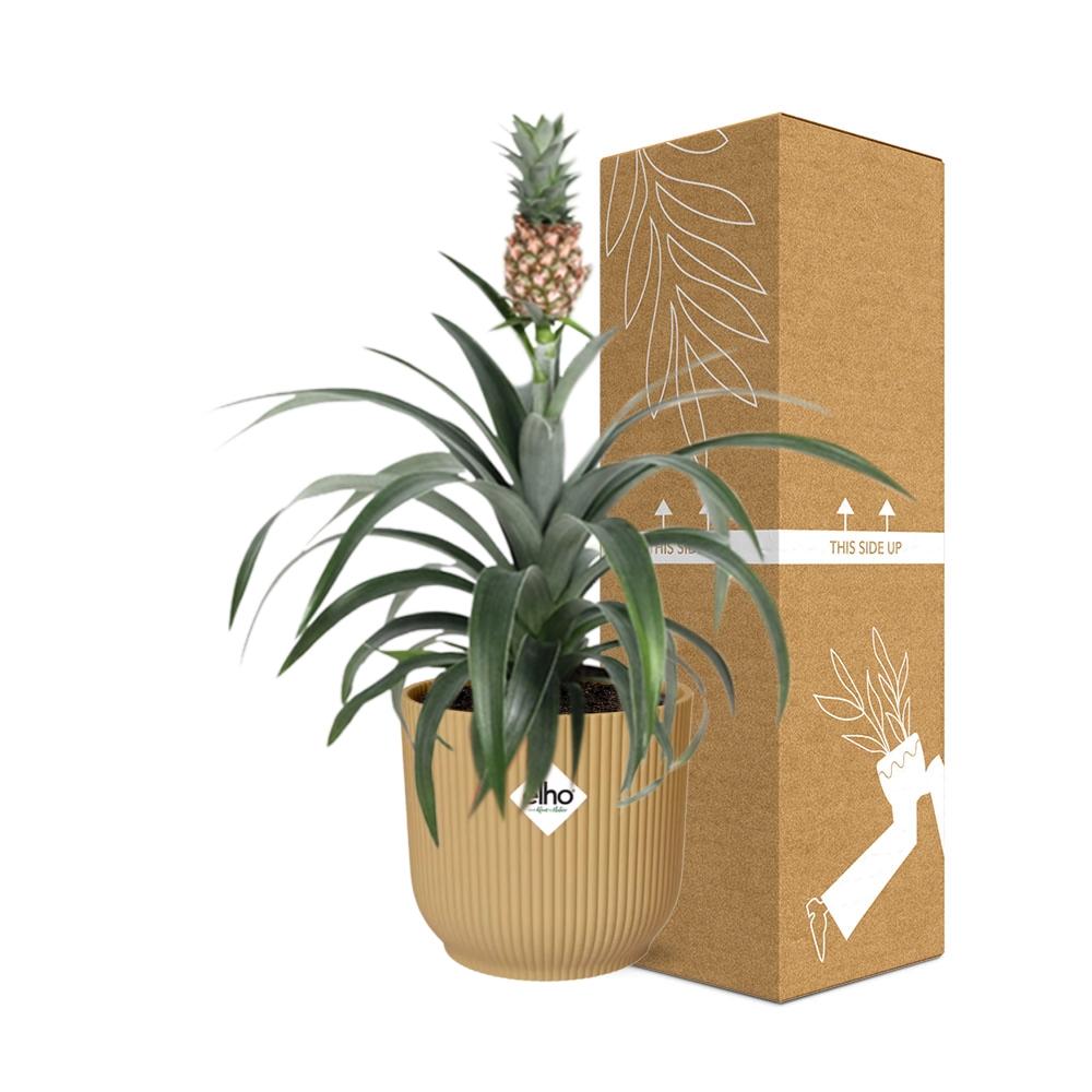 Ananas Mi Amigo in ELHO Vibes Fold 14cm geel (ananasplant) – 40 cm hoog