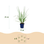 Pennisetum alop. 'Black Beauty' (Lampenputzergras) – Ø11 cm, 15–25 cm hoch