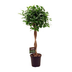 Ficus Micr. Moclame – Ø 23 cm, 100–110 cm hoch
