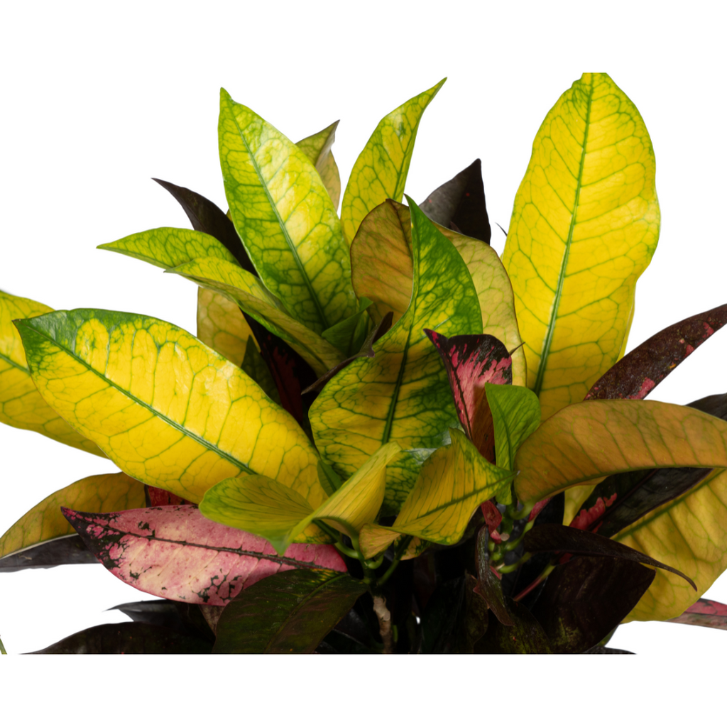 Codiaeum 'Croton' Iceton – Ø 17 cm, 40–60 cm hoch