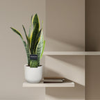 Sansevieria Laurentii (vrouwentong) – Ø12 cm, 45 cm hoog