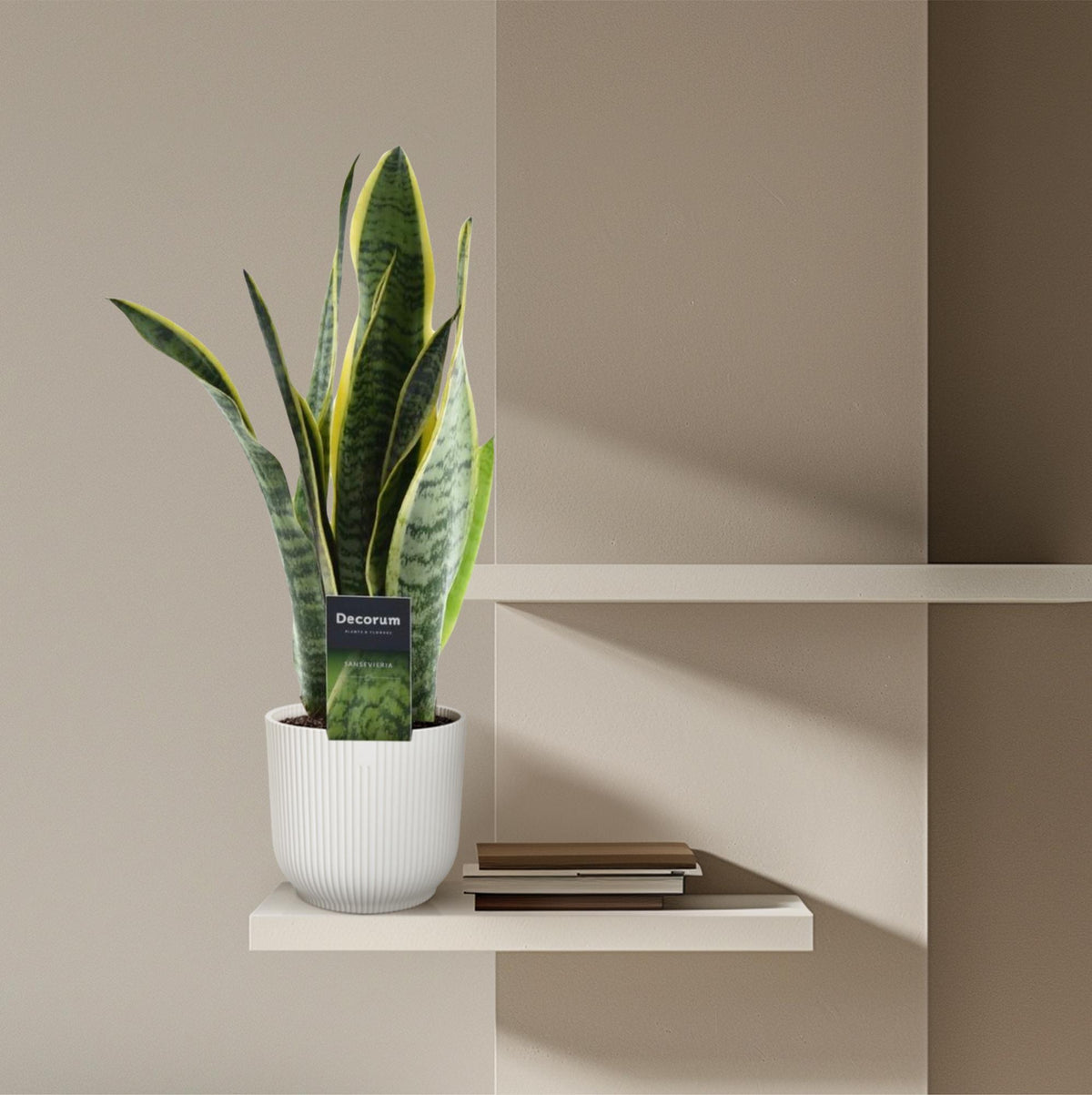 Sansevieria Laurentii (vrouwentong) – Ø12 cm, 45 cm hoog