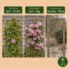 Clematis montana 'Marjorie' (Waldrebe) – rosa – 6 Pflanzen, Ø9 cm, 35 cm hoch