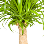 Beaucarnea recurvata Trunk (Elephant’s Foot) with Basket – Ø21 cm, 60–80 cm High