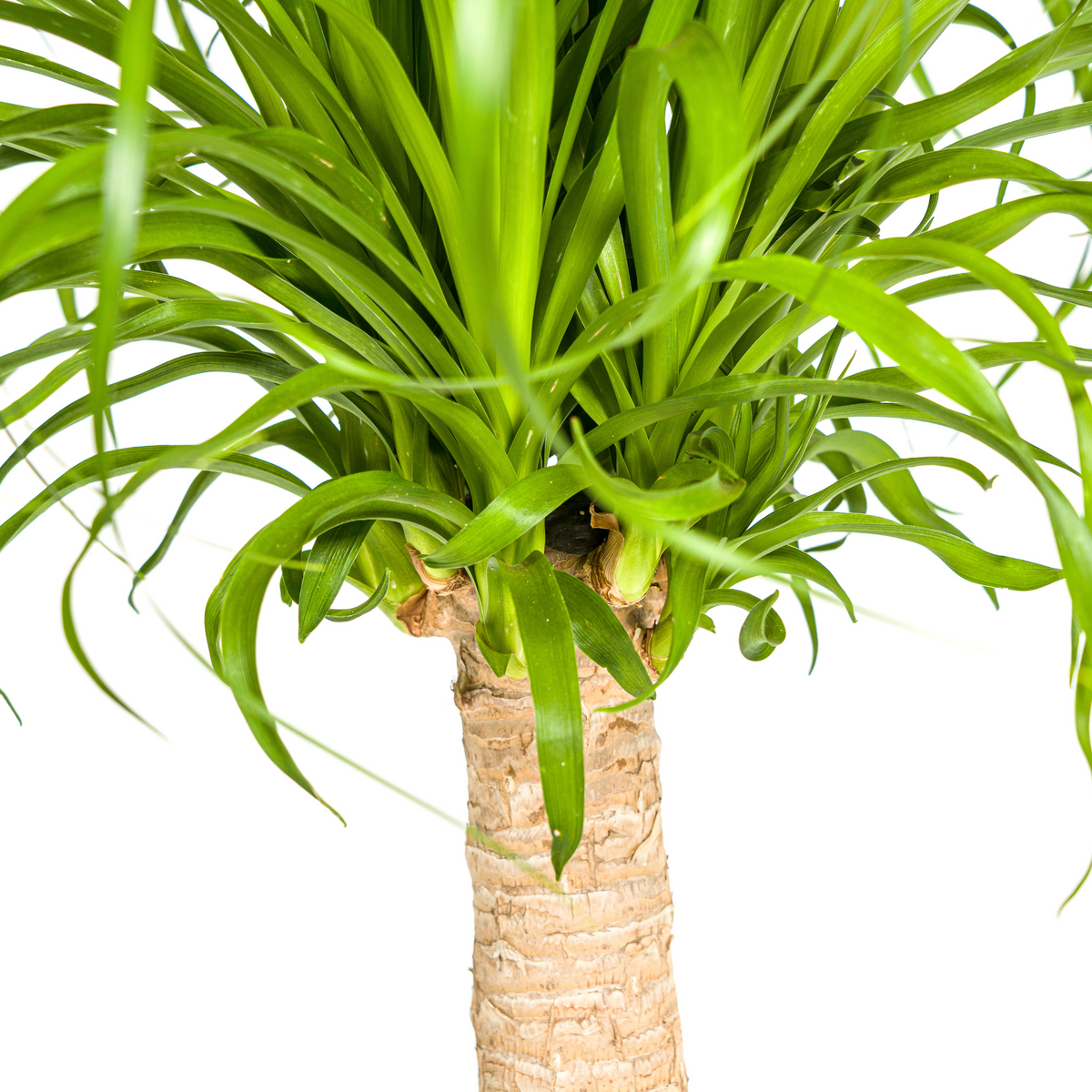 Beaucarnea recurvata Stam (olifantspoot) met mand – Ø21 cm, 60–80 cm hoog