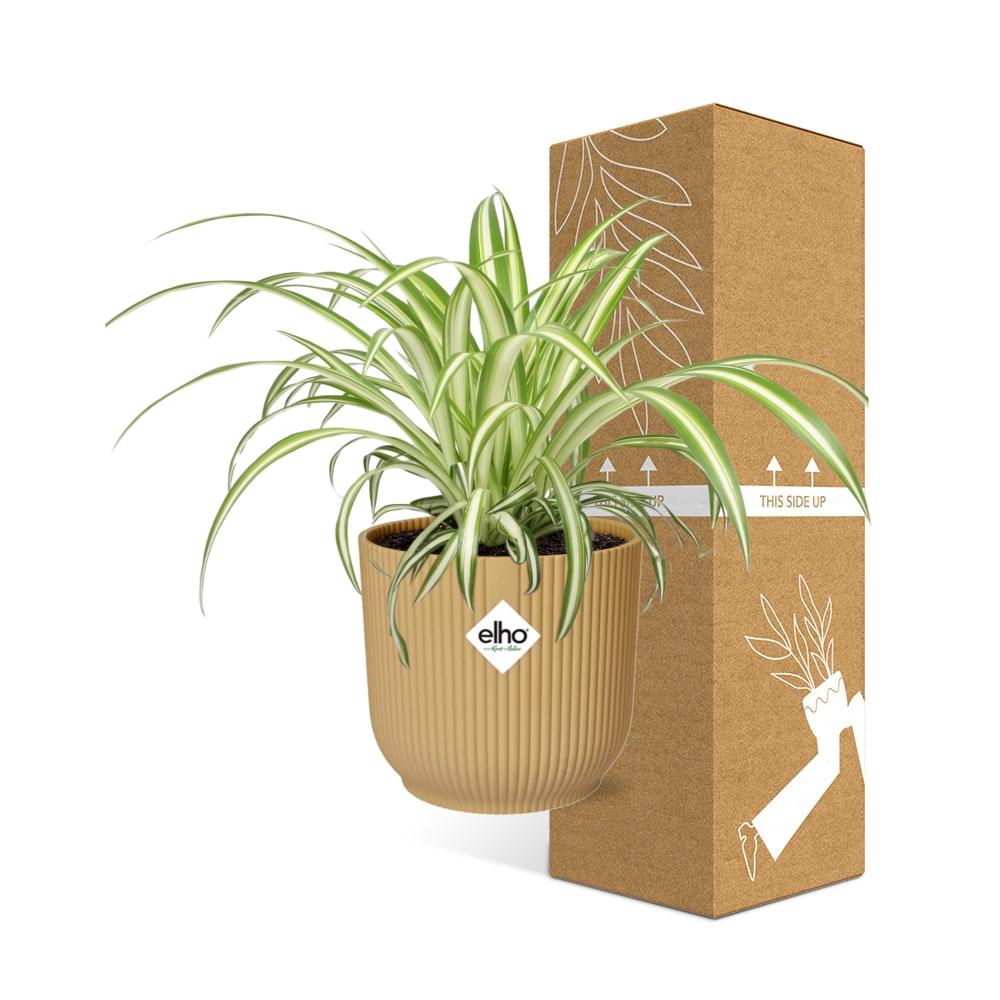 Chlorophytum comosum Variegatum in ELHO Vibes Fold 14cm geel (graslelie) – 10 cm hoog – foto 4