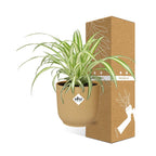 Chlorophytum comosum Variegatum in ELHO Vibes Fold 14cm geel (graslelie) – 10 cm hoog