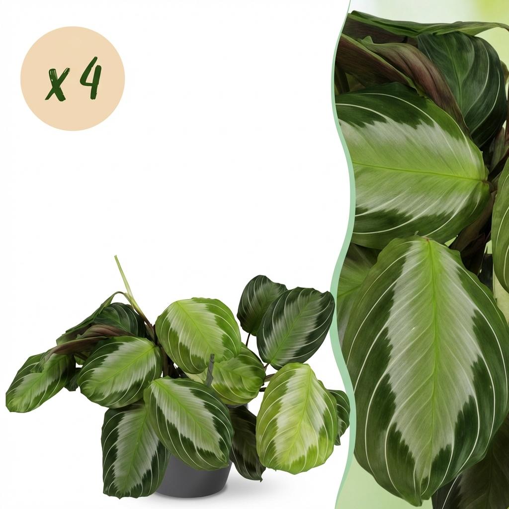 4× Maranta Fascinator Silverband (plante prieuse) en pot décoratif Potter gris – Ø12 cm, 25 cm de haut