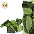 4× Maranta Fascinator Silverband (plante prieuse) en pot décoratif Potter gris – Ø12 cm, 25 cm de haut