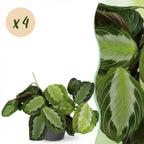 4× Maranta Fascinator Silverband (plante prieuse) en pot décoratif Potter gris – Ø12 cm, 25 cm de haut