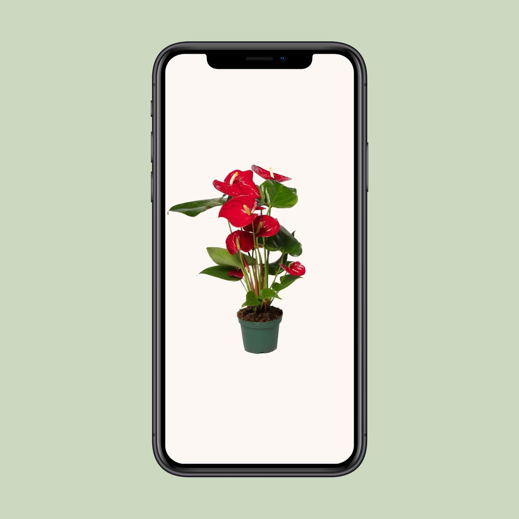 Anthurium Red (flamingo flower) – Ø12 cm, 40 cm high – photo 4