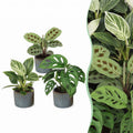3× overraskelsesæske med stueplanter inkl. Linnea Misty Blue – Ø6 cm, 5–15 cm høj