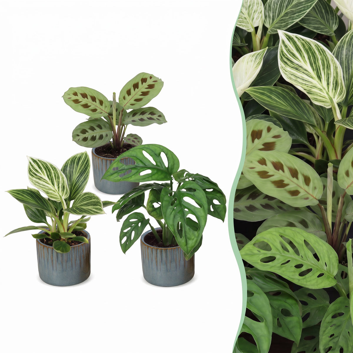 3× overraskelsesæske med stueplanter inkl. Linnea Misty Blue – Ø6 cm, 5–15 cm høj