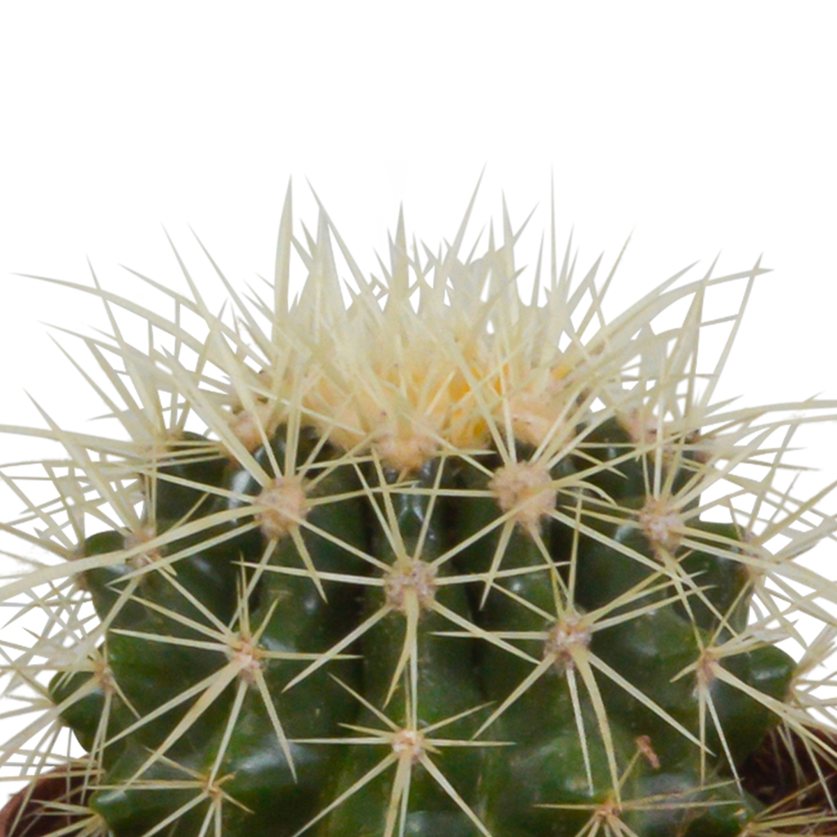 Kaktusmix (Cactaceae) i hvid potte – Ø10 cm, 18 cm høj