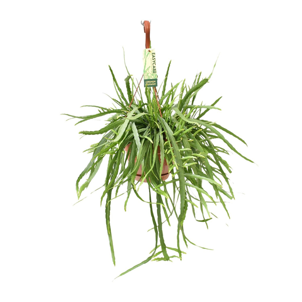 Lepismium Bolivianum (Cactaceae) – Ø17 cm, 55 cm høj