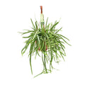 Lepismium Bolivianum (Cactaceae) – Ø17 cm, 55 cm høj