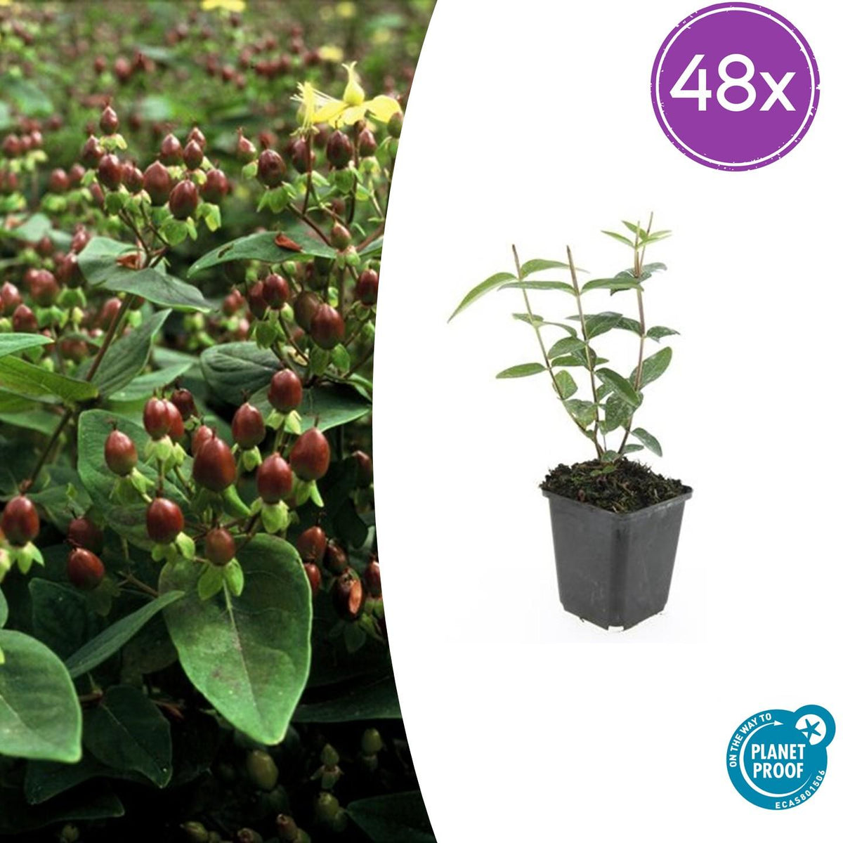 Hypericum inodorum 'Rheingold' (hjortemønje) – 48 planter, Ø9 cm, 10–25 cm høje – billede 2