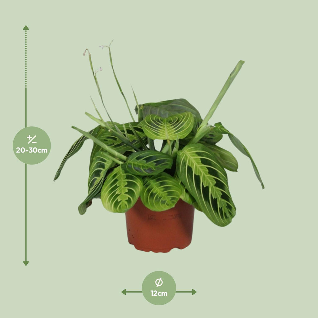 Maranta leuconeura Fascinator Lemon Lime (gebedsplant) – Ø12 cm, 30 cm hoog – foto 2