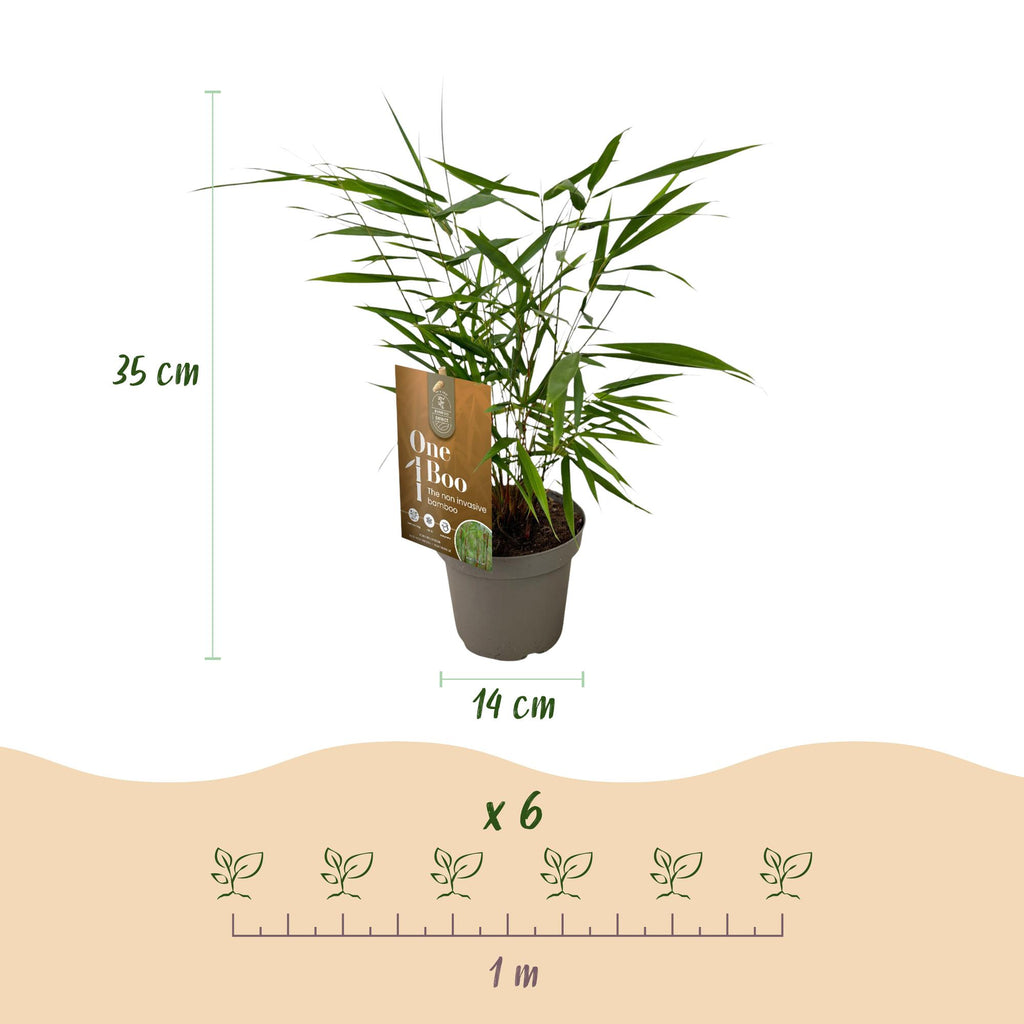 Fargesia 'Asian Wonder' (nicht ausladender Bambus) – 4 Pflanzen, Ø 14 cm, 35 cm hoch – Bild 3