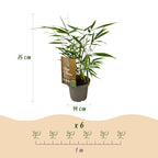 Fargesia 'Asian Wonder' (nicht ausladender Bambus) – 4 Pflanzen, Ø 14 cm, 35 cm hoch