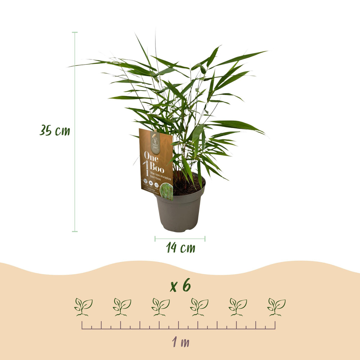 Fargesia 'Asian Wonder' (nicht ausladender Bambus) – 4 Pflanzen, Ø 14 cm, 35 cm hoch – Bild 3