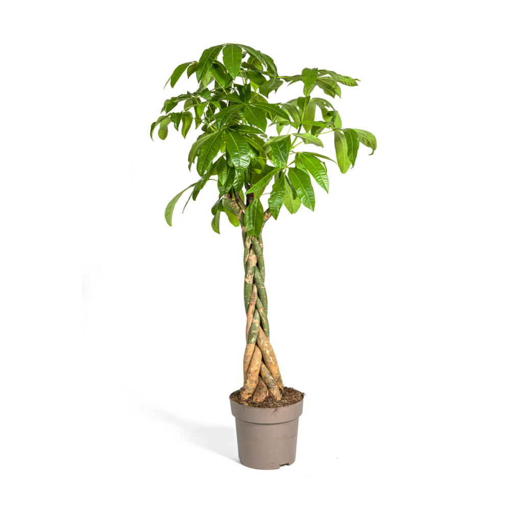 Pachira aquatica (geldboom) – Ø30 cm, 160–180 cm hoog