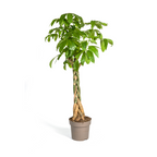 Pachira aquatica (geldboom) – Ø30 cm, 160–180 cm hoog