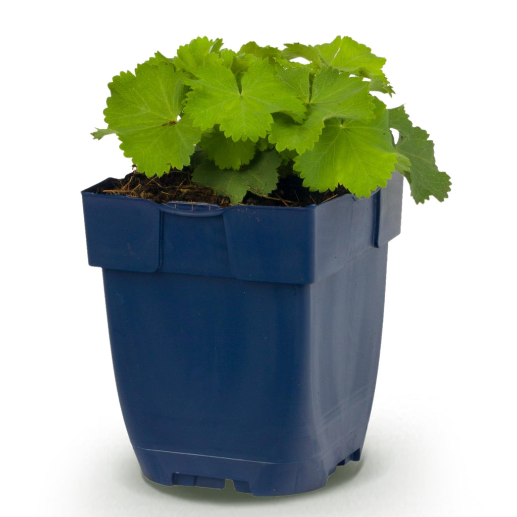 Alchemilla mollis (manteau de Notre-Dame) – jaune – Ø11 cm, 15–25 cm de haut – photo 2