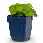 Alchemilla mollis (manteau de Notre-Dame) – jaune – Ø11 cm, 15–25 cm de haut