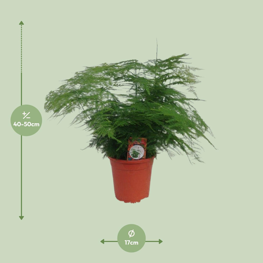 Asparagus Setaceus (asparagusvaren) – Ø17 cm, 45 cm hoog
