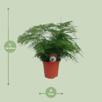 Asparagus Setaceus (asparagusvaren) – Ø17 cm, 45 cm hoog