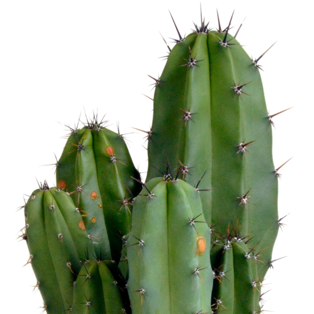 Polaskia chula (Cactaceae) – Ø12 cm, 27 cm høj