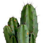 Polaskia chula (Cactaceae) – Ø12 cm, 27 cm høj