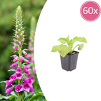 Digitalis purpurea (digitale pourpre) – 60 plants, Ø9 cm, 10–25 cm de haut