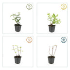 Hypericum inodorum 'Rheingold' (hjortemønje) – 48 planter, Ø9 cm, 10–25 cm høje