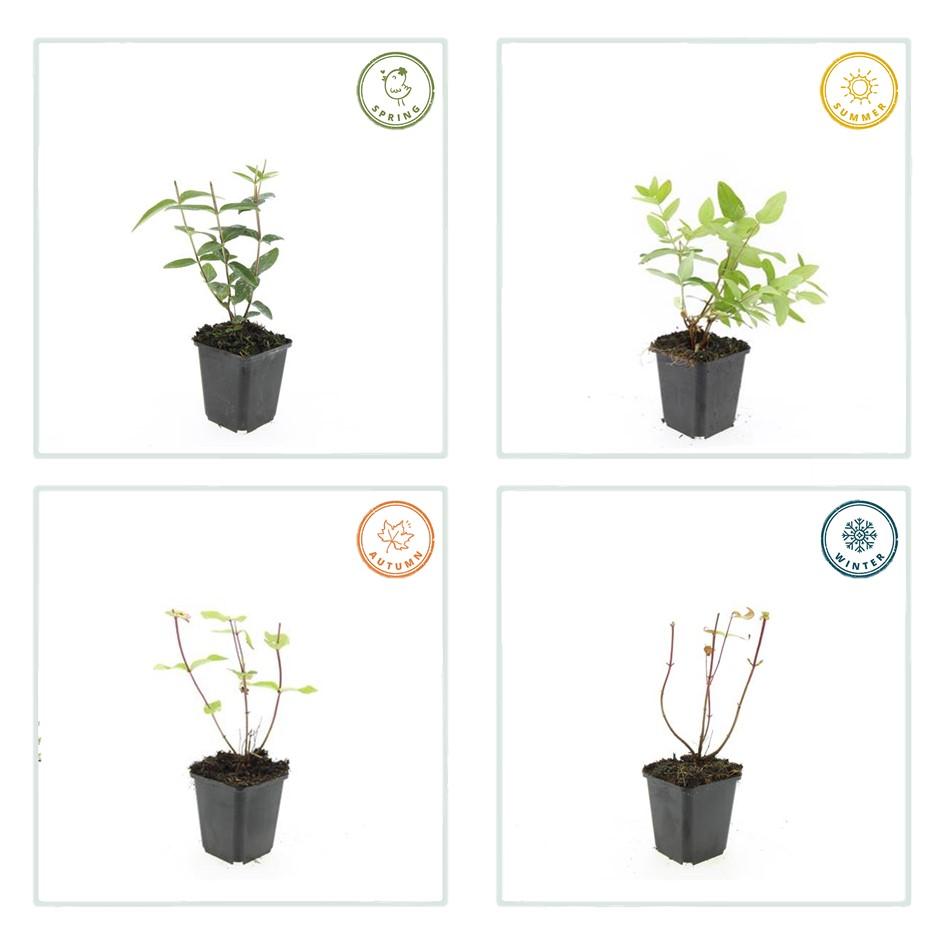 Hypericum inodorum 'Rheingold' (hjortemønje) – 48 planter, Ø9 cm, 10–25 cm høje – billede 4