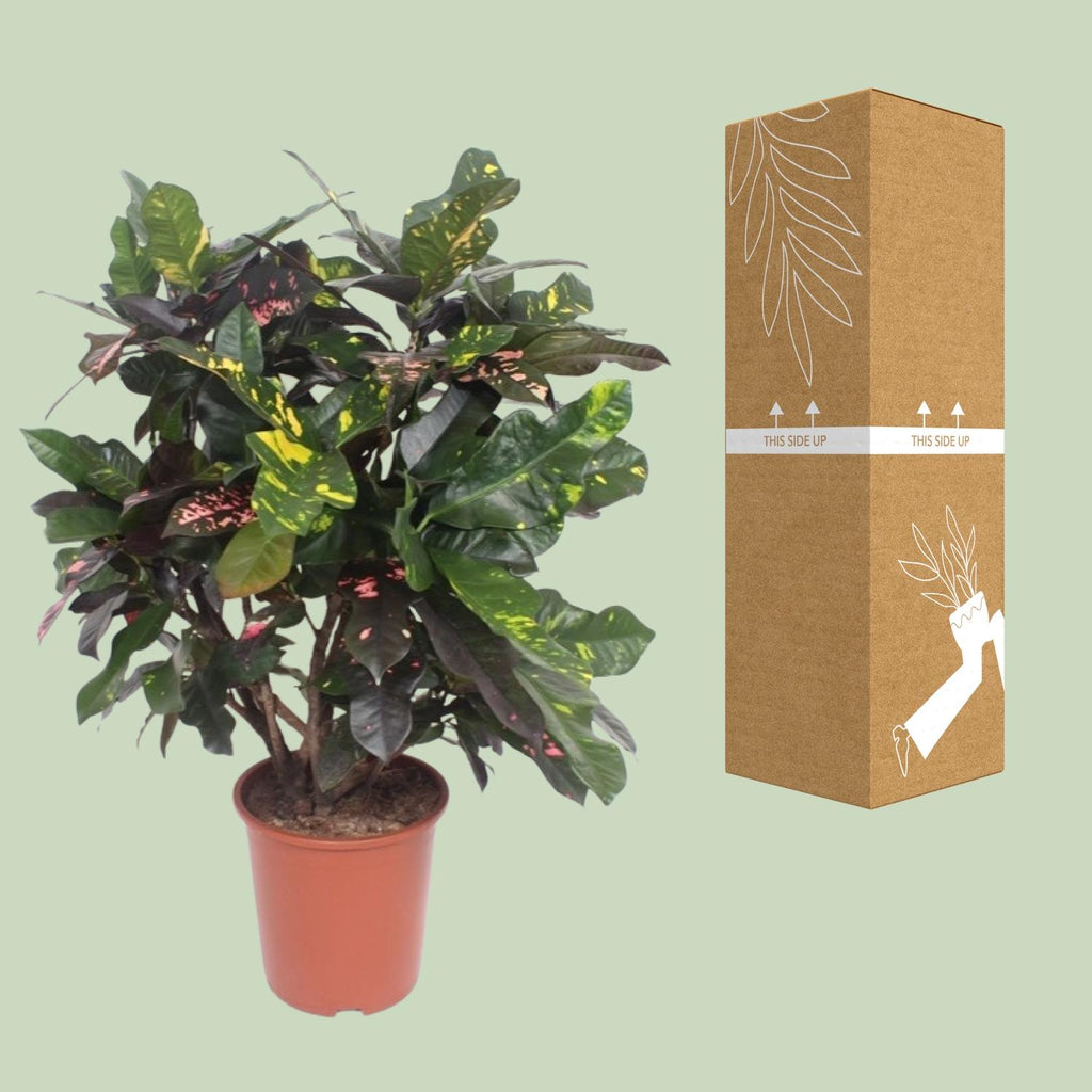 Croton Magnificent (Codiaeum) – Ø27 cm, 110 cm high – photo 3