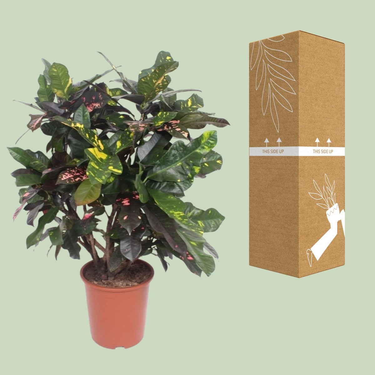 Croton Magnificent (Codiaeum) – Ø27 cm, 110 cm high – photo 3