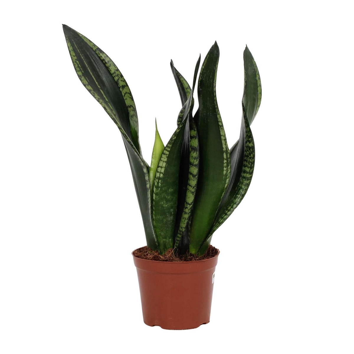 Sansevieria Whitney (vrouwentong) – Ø12 cm, 27 cm hoog