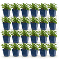 Campanula persicifolia (jacinthe des bois) – bleu – 24 plants, Ø11 cm, 15–25 cm de haut