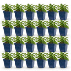 Campanula persicifolia (jacinthe des bois) – bleu – 24 plants, Ø11 cm, 15–25 cm de haut