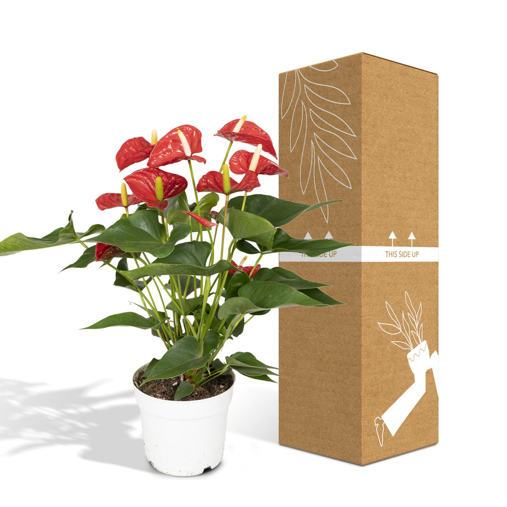 Anthurium Red (flamingoplant) – Ø17 cm, 55 cm hoog