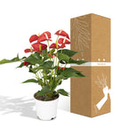 Anthurium Red (flamingoplant) – Ø17 cm, 55 cm hoog