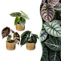 3× Baby Alocasia Tricolour (elefantøre) incl. Linnea Honey – Ø6 cm, 12 cm høj