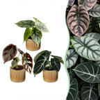 3× Baby Alocasia Tricolour (elefantøre) incl. Linnea Honey – Ø6 cm, 12 cm høj
