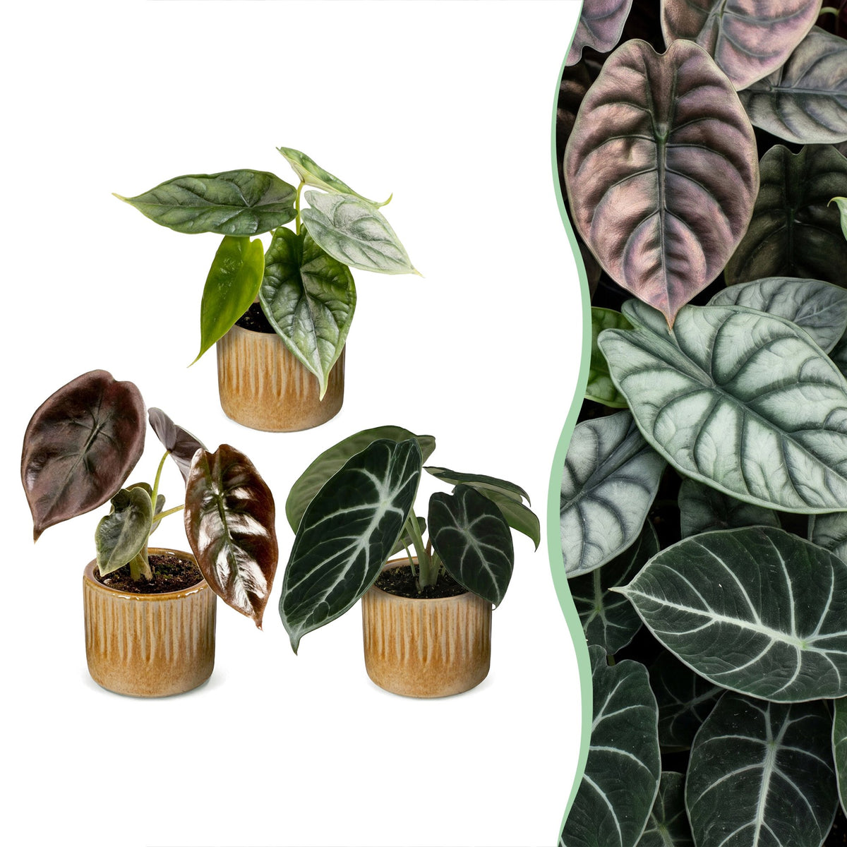 3× Baby Alocasia Tricolour (elefantøre) incl. Linnea Honey – Ø6 cm, 12 cm høj