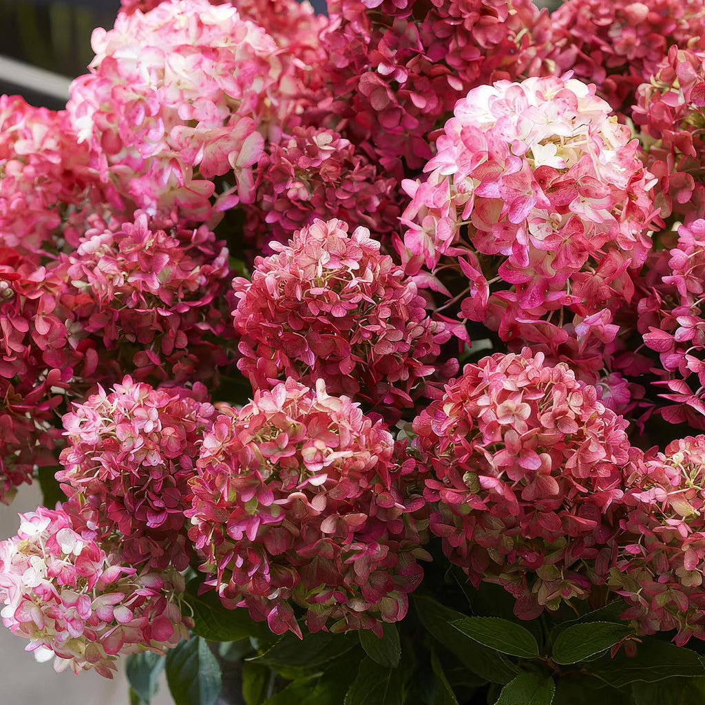 Hydrangea panniculata 'Living Little Rosy' (hortensia paniculé) – rose – 3 plantes, Ø12 cm, 20–30 cm de haut – photo 6