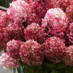 Hydrangea panniculata 'Living Little Rosy' (hortensia paniculé) – rose – 3 plantes, Ø12 cm, 20–30 cm de haut