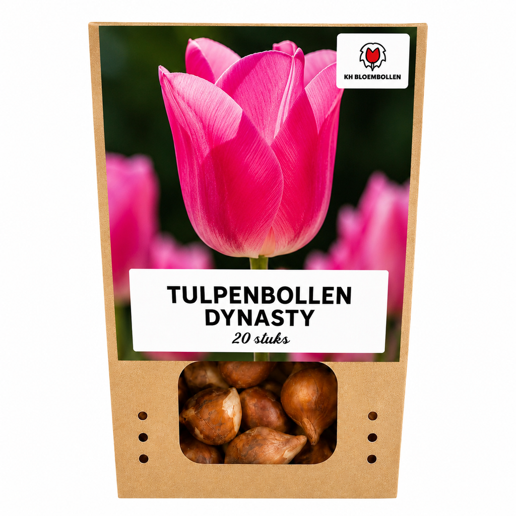 Tulipe 'Dynasty' – 20 bulbes (calibre 11/12)