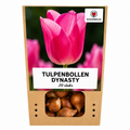 Tulipe 'Dynasty' – 20 bulbes (calibre 11/12)